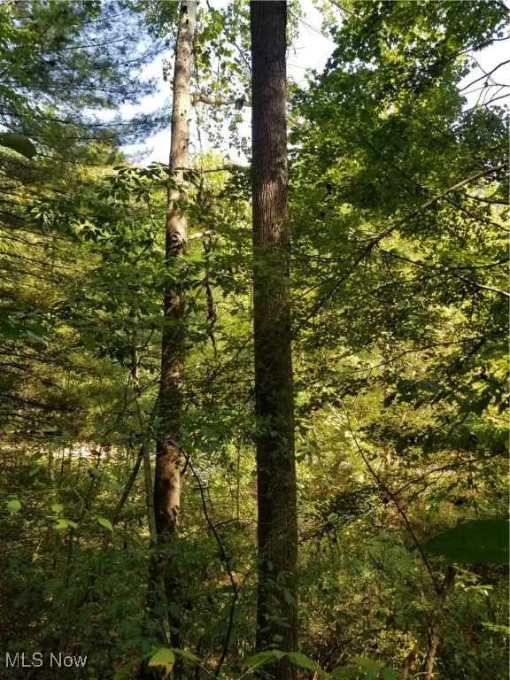 View of tree filled area
