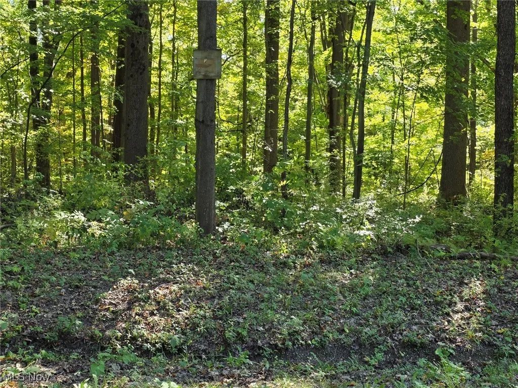 View of undeveloped land