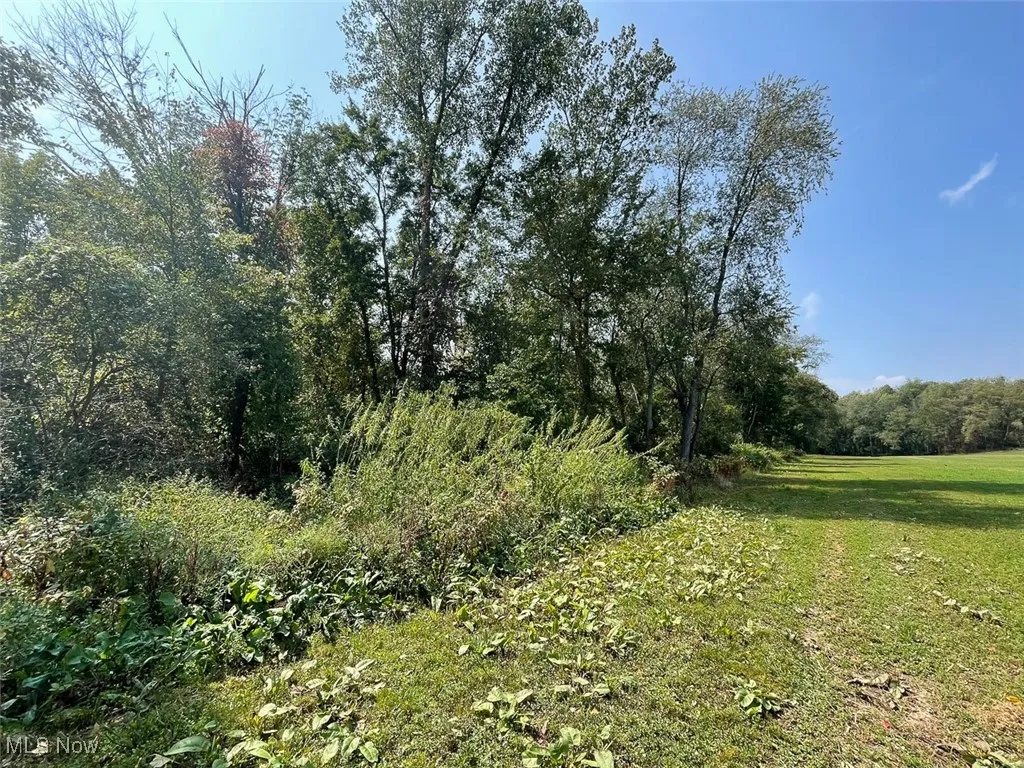 View of tree filled area