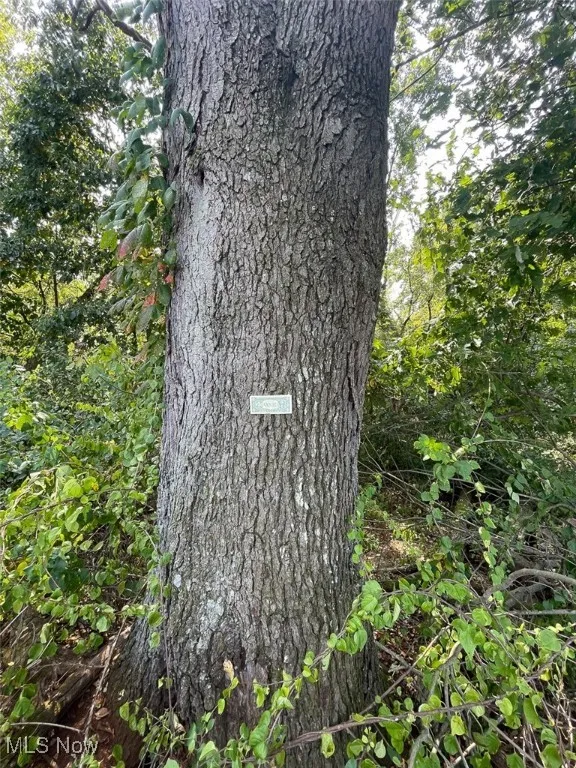 View of nature