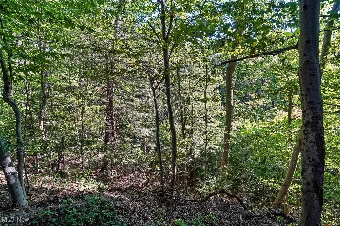 View of woods