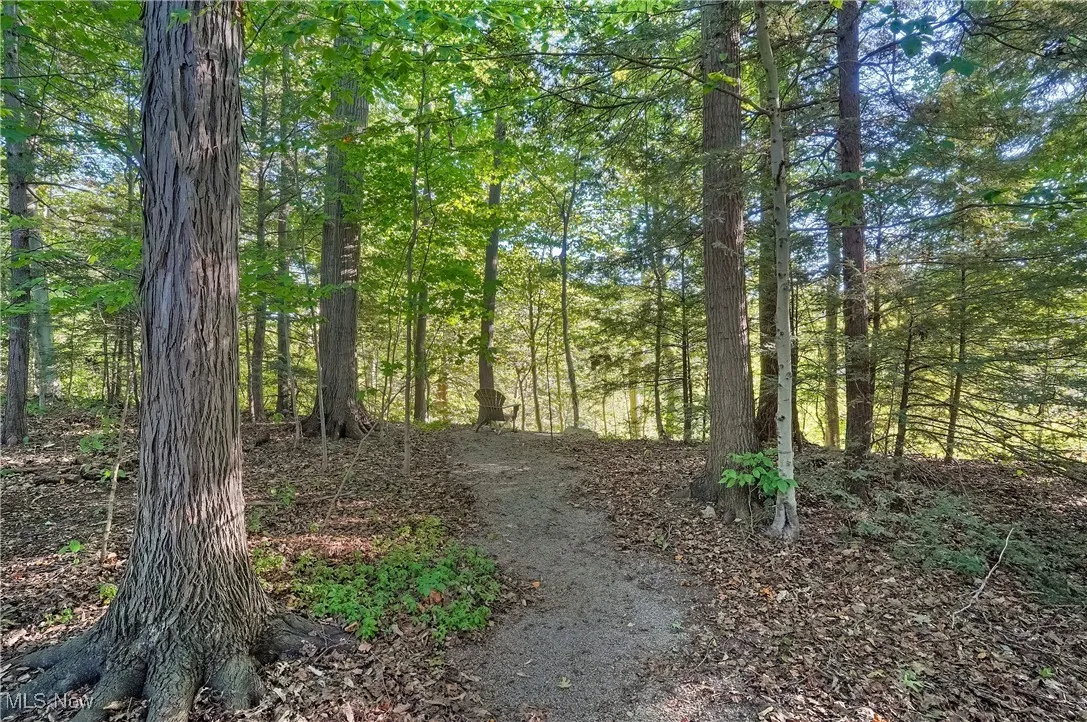 View of tree filled area