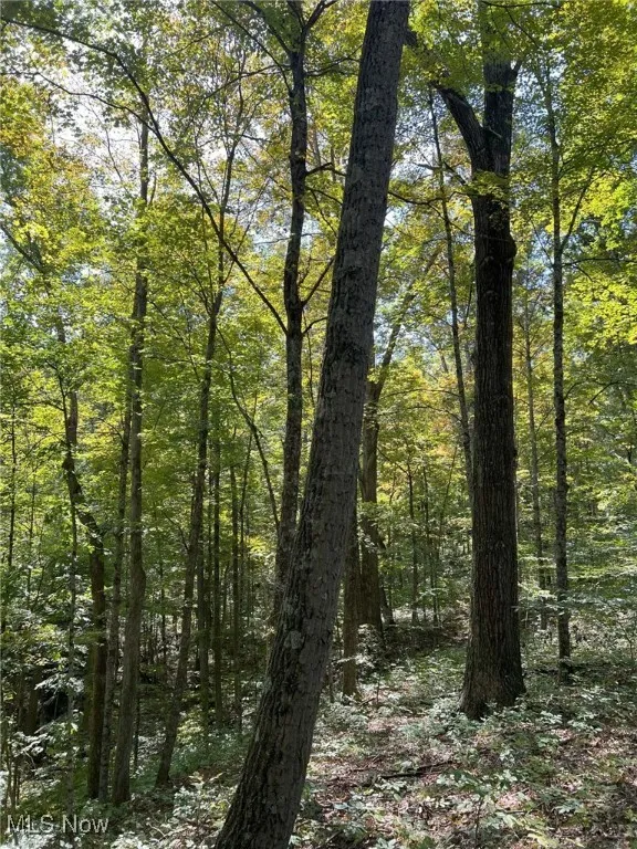 View of tree filled area