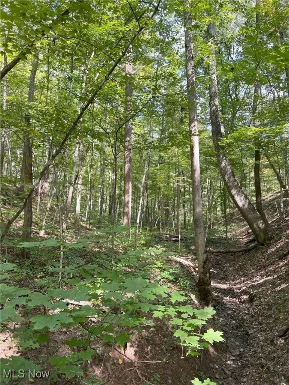 View of tree filled area
