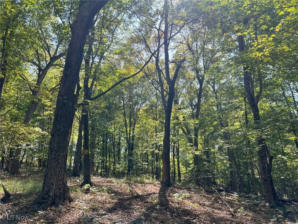 View of woods