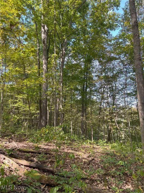 View of tree filled area