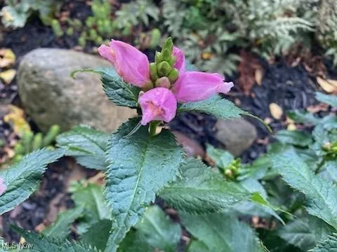 Perennials in bloom
