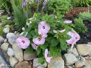 Beautiful flowering perennials