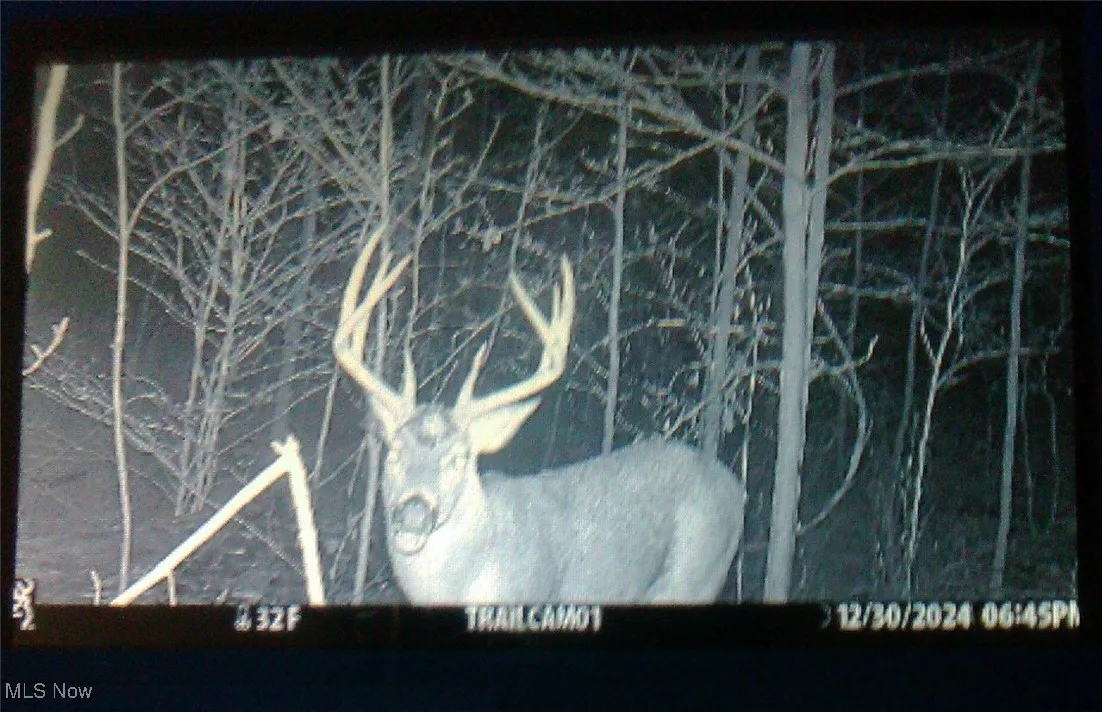 View of wildlife taken by a trail camera