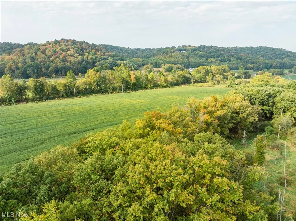 Drone / aerial view of a forest