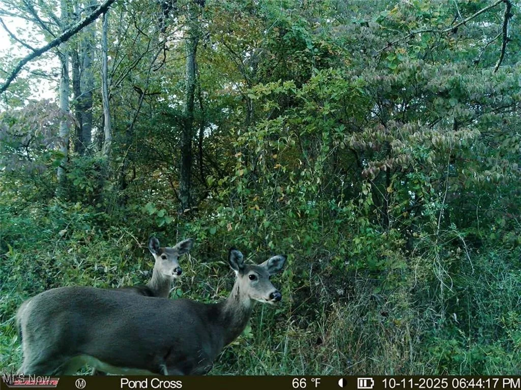 View of local wilderness