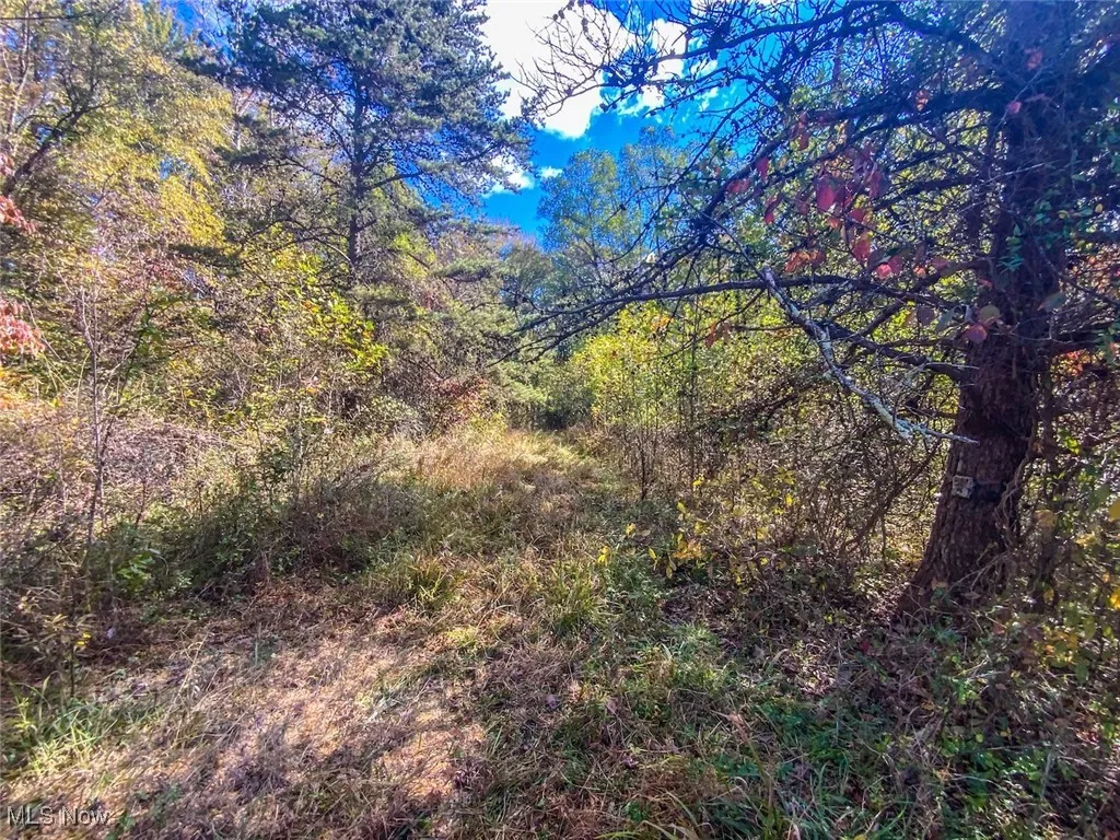View of tree filled area