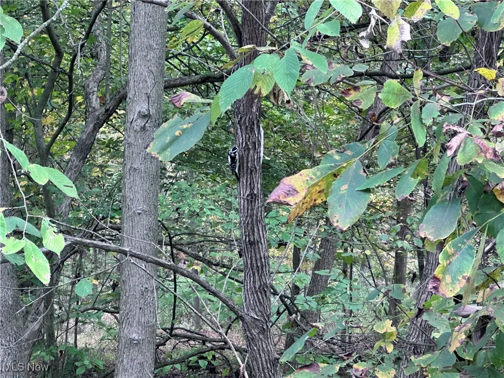 View of local wilderness