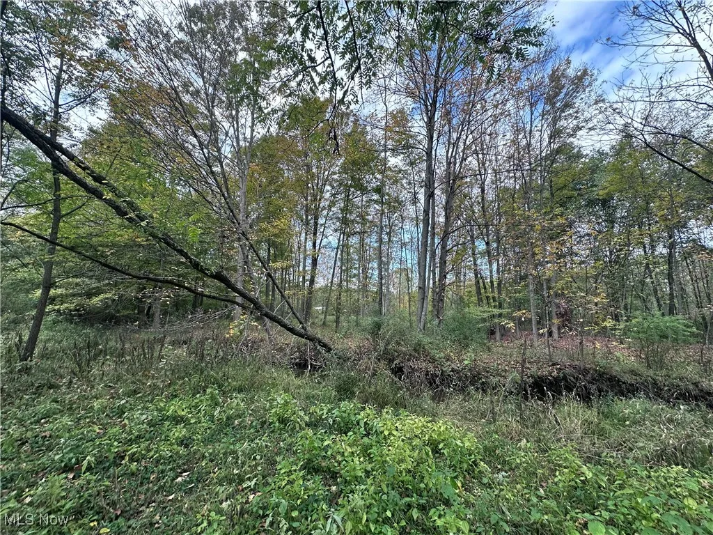 View of tree filled area