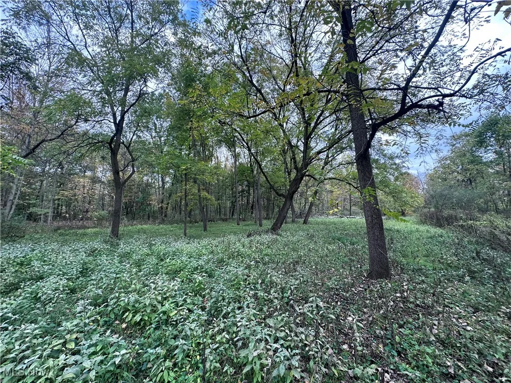 View of wooded area