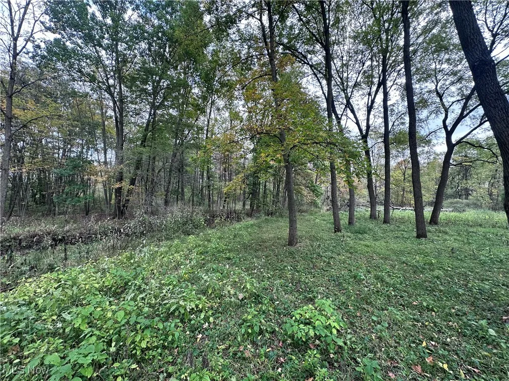 View of tree filled area