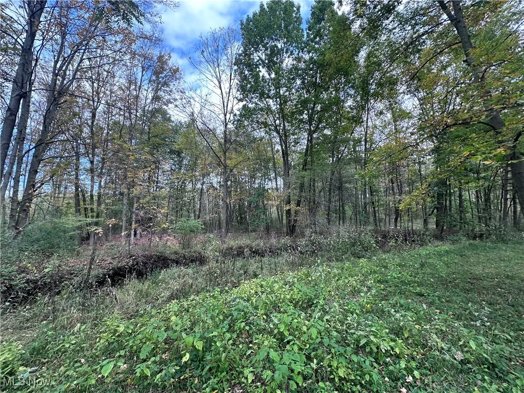 View of tree filled area