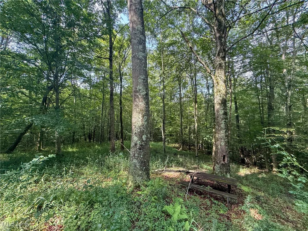 View of tree filled area