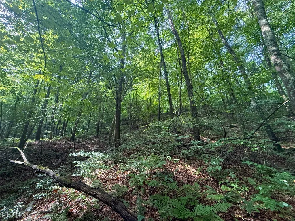 View of woods