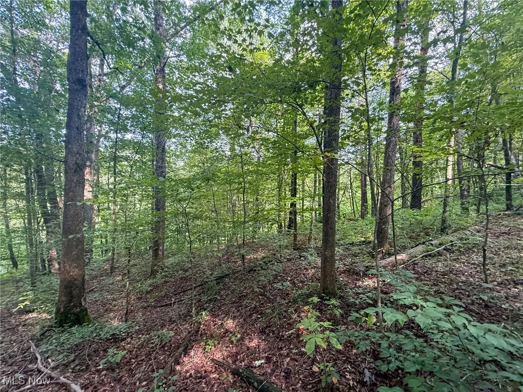 View of wooded area