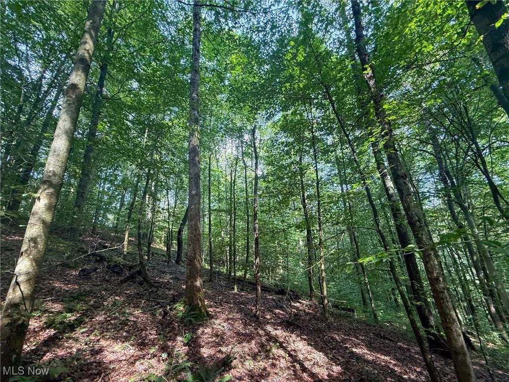 View of tree filled area