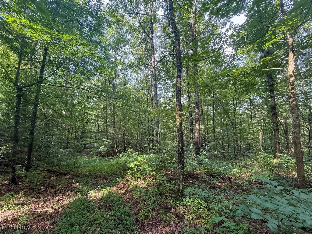 View of wooded area