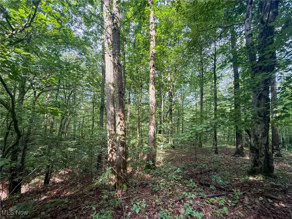 View of tree filled area