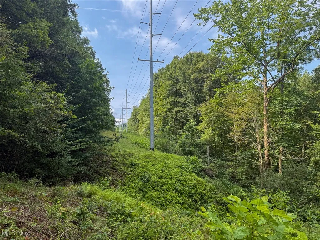 View of local wilderness