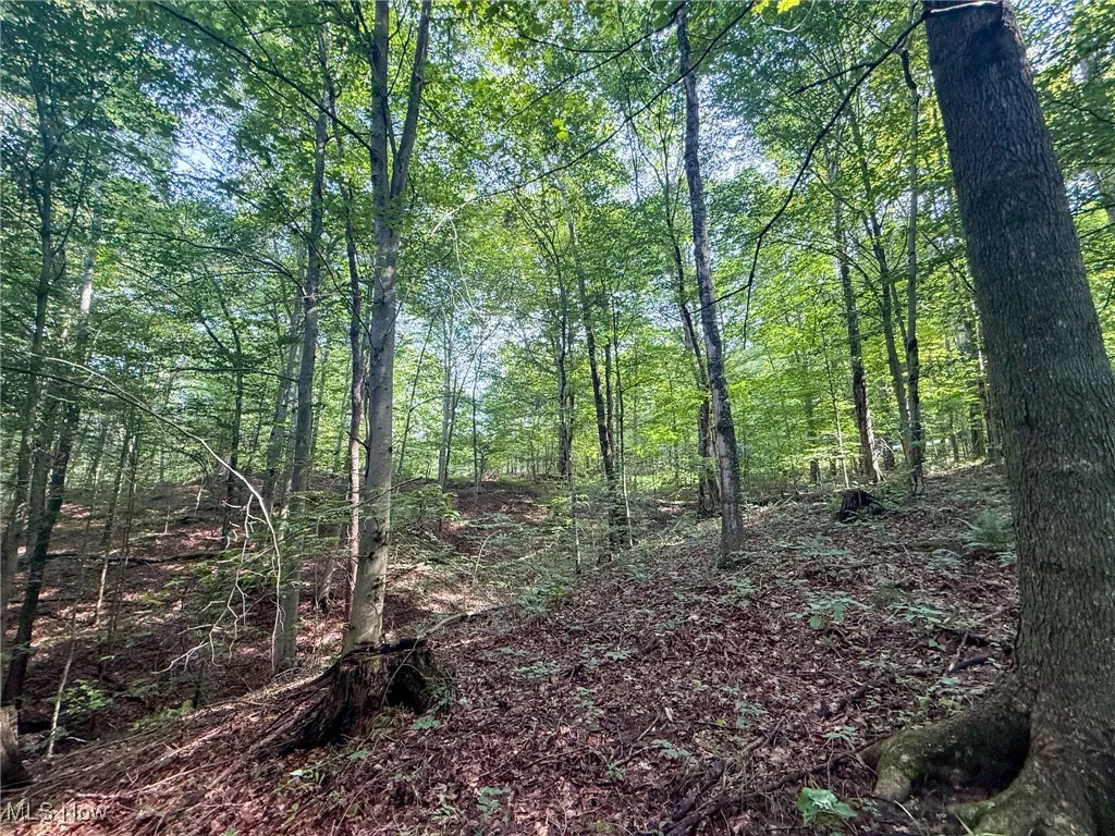 View of woods