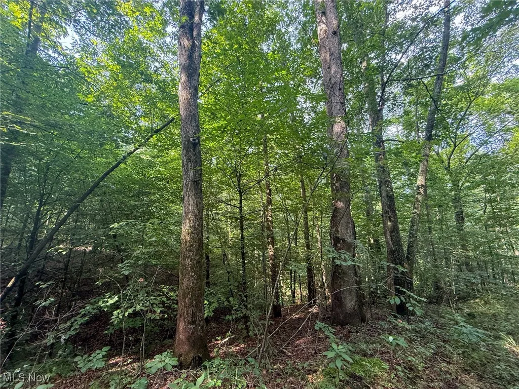 View of tree filled area