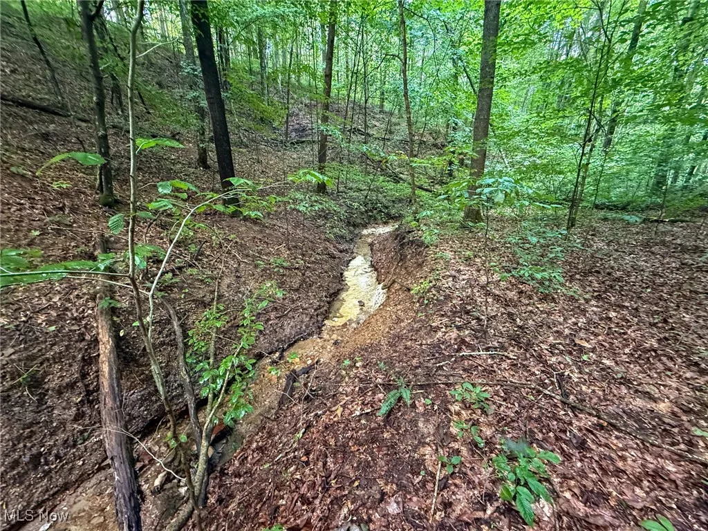 View of local wilderness