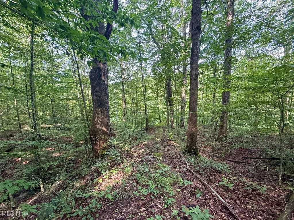 View of wooded area
