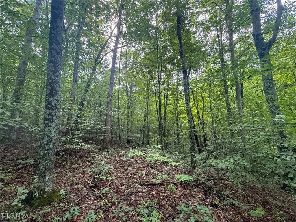 View of wooded area