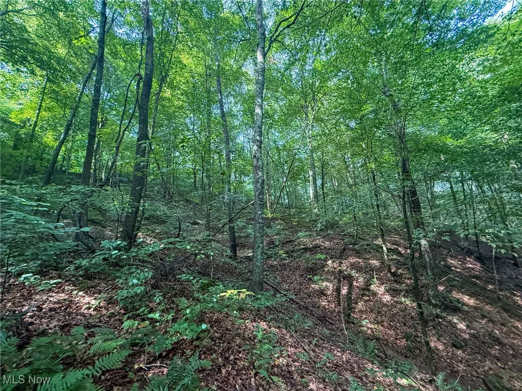 View of tree filled area