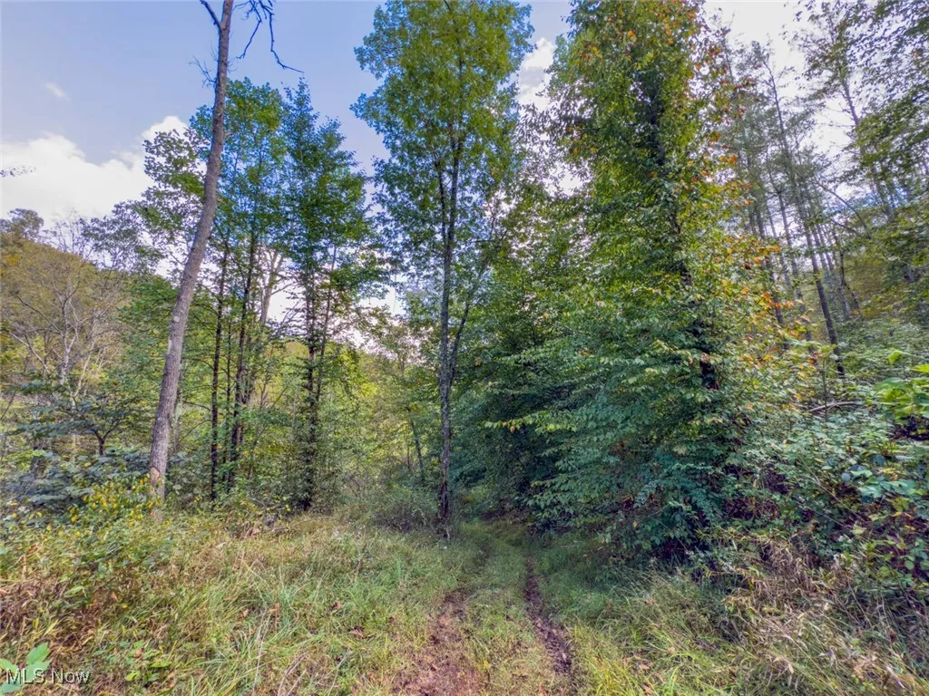 View of tree filled area