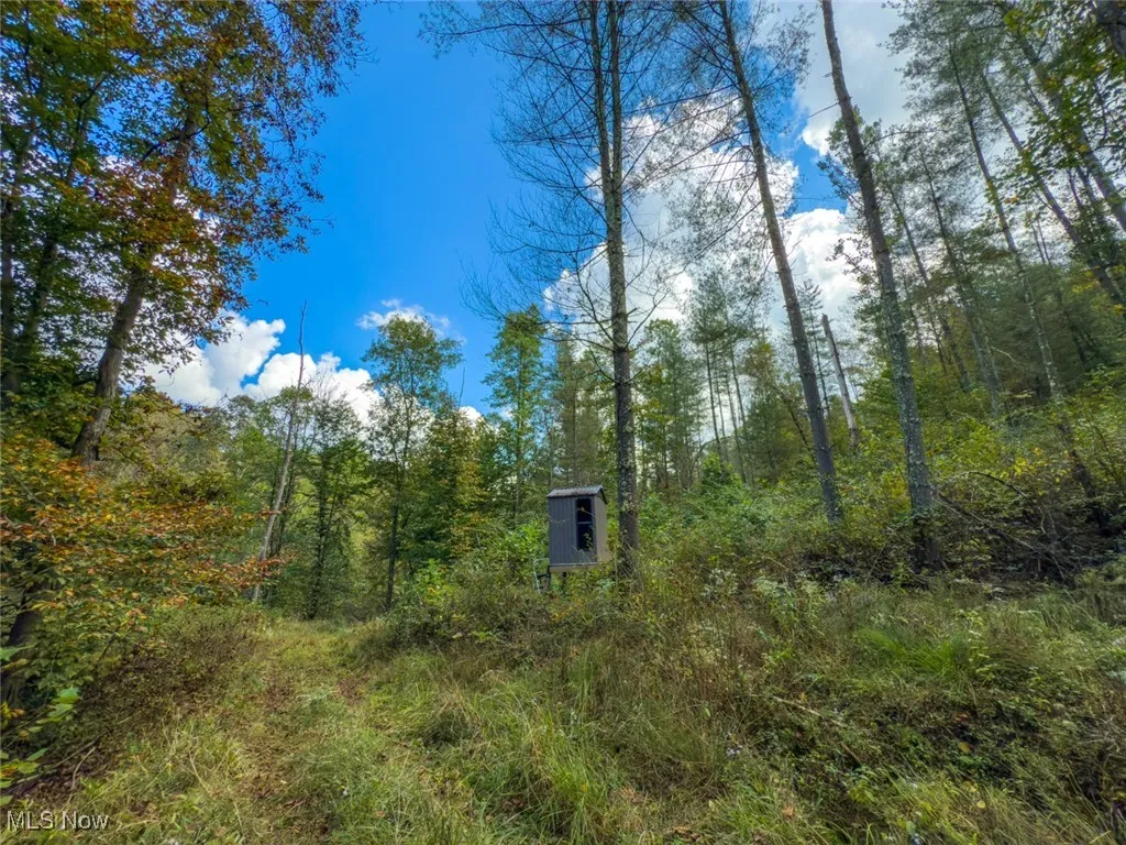 View of woods