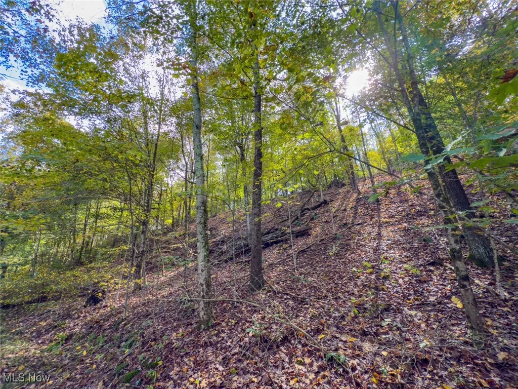 View of woods