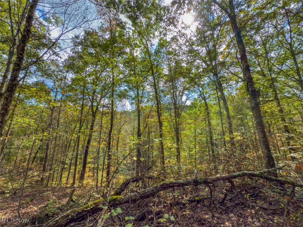 View of tree filled area