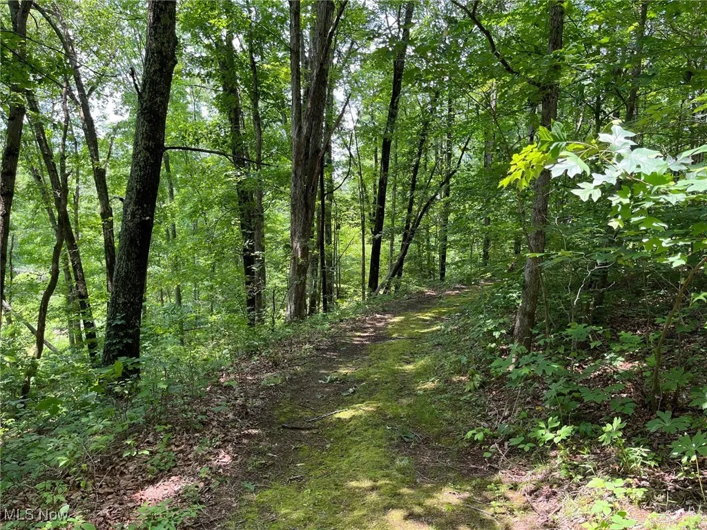 View of woods