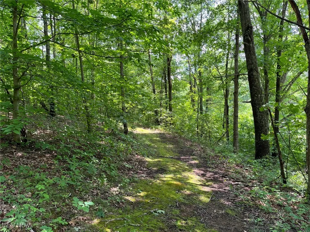 View of wooded area