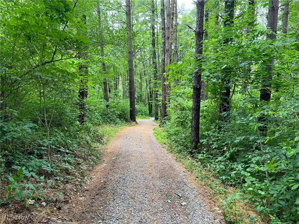 View of street featuring a forest view