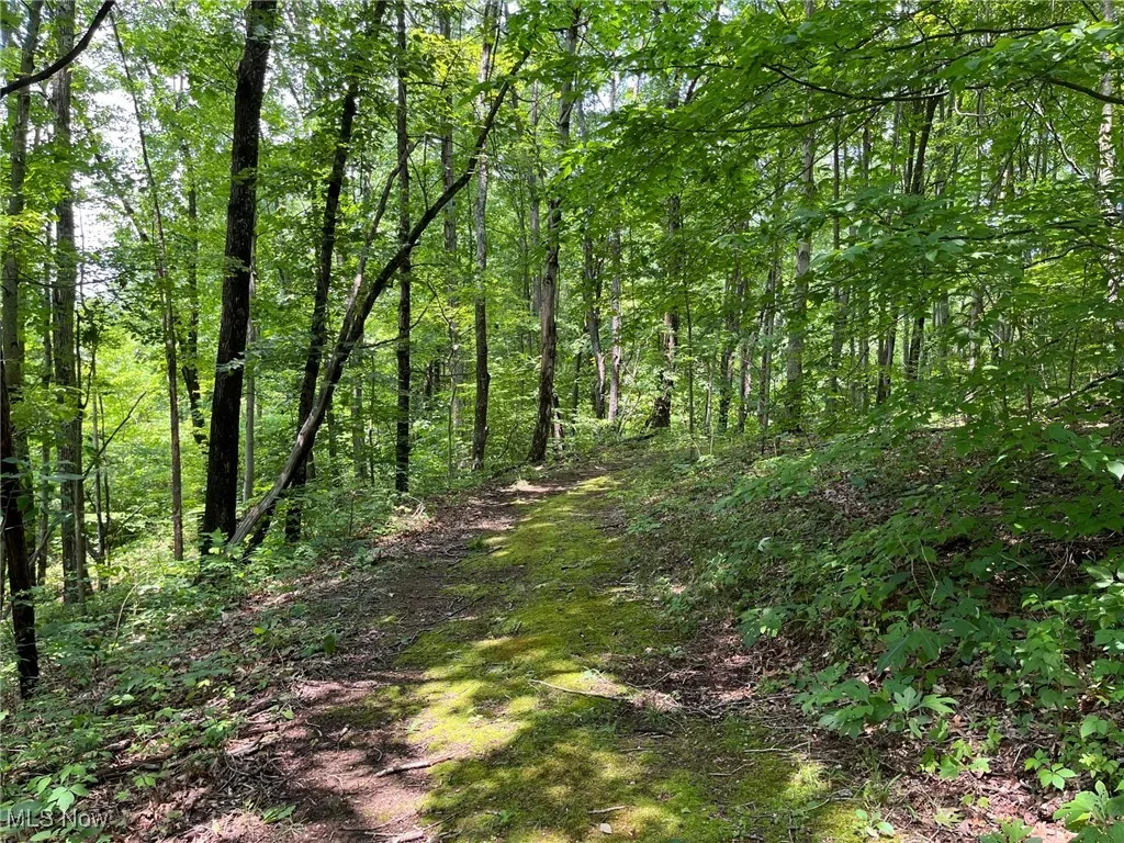 View of tree filled area