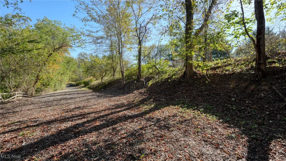 View of tree filled area