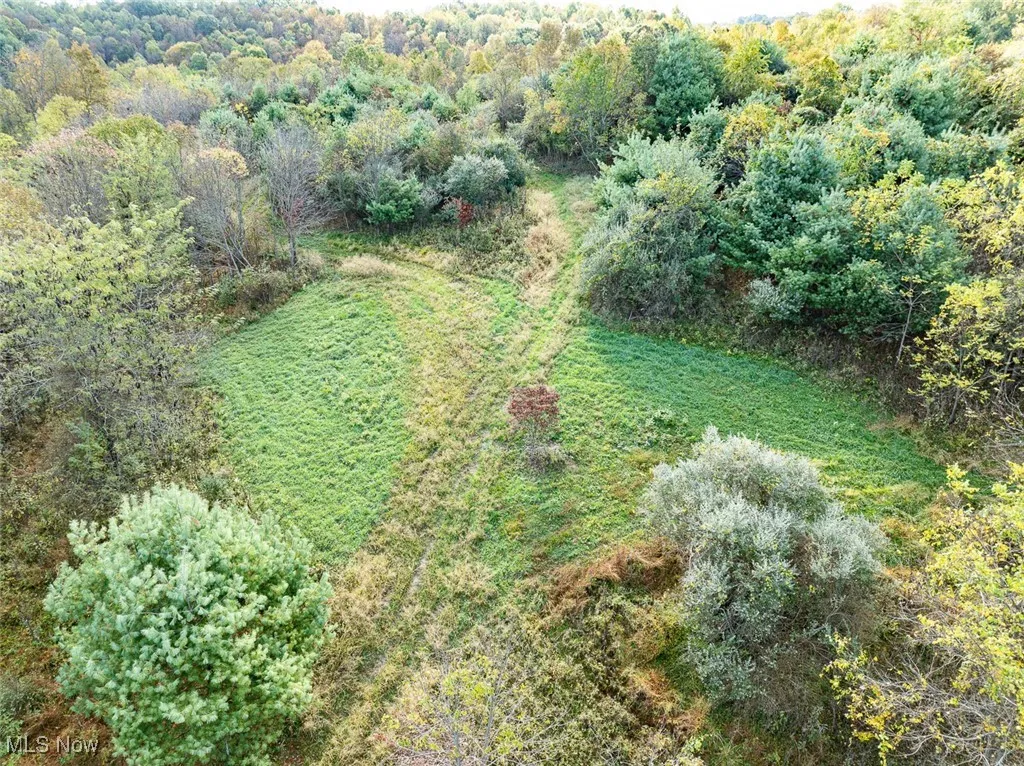 Aerial view of a forest