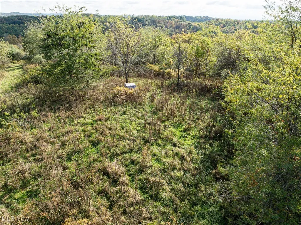 Bird's eye view of a forest