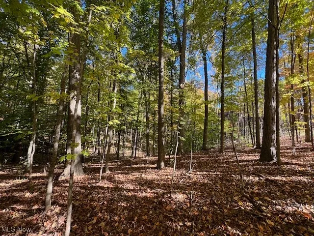 View of woods
