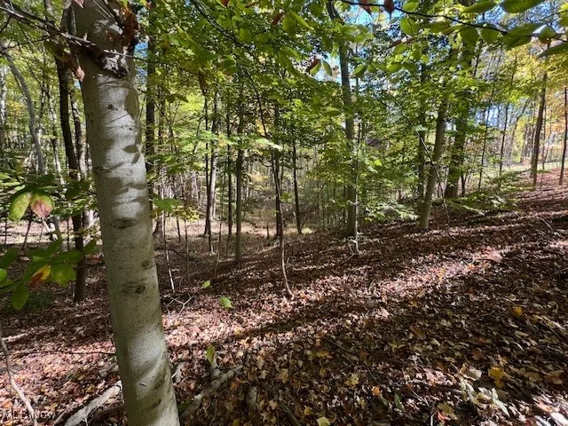 View of local wilderness
