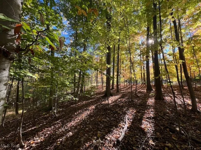 View of wooded area