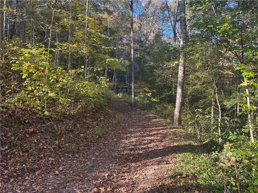 Driveway to the cabin
