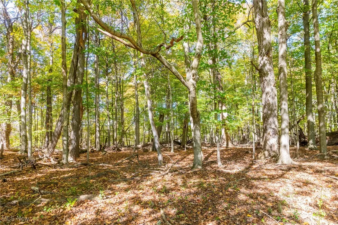 View of wooded area